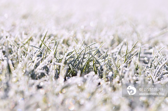 霜冻在草叶上。美丽的冬季季节性自然背景。