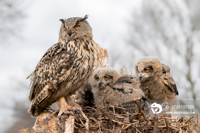 Mother and two beautiful, juvenile European Eagle Owl (Bubo bubo) in the nest in the Netherlands. Wi