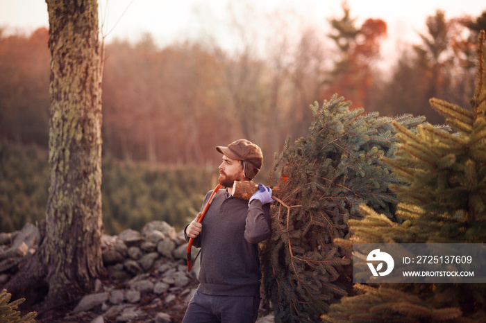 Young man carrying spruce tree on shoulder in forest