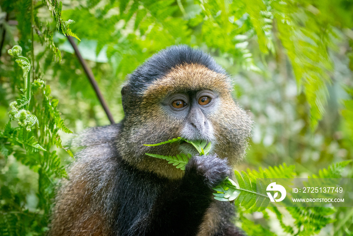 Portrait of golden monkey