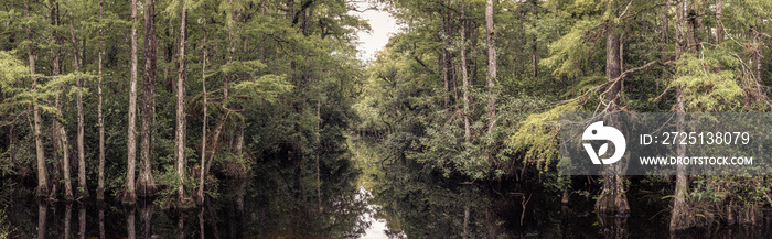 Panorama view of everglades river between trees in forest