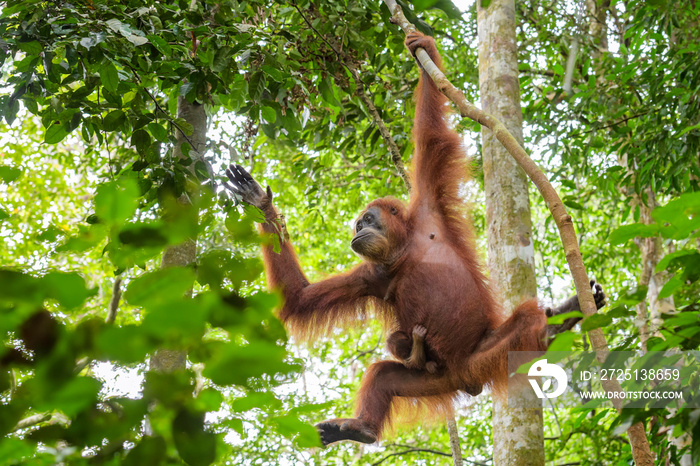 苏门答腊猩猩，来自印度尼西亚苏门答腊森林的原始灵长类动物。
