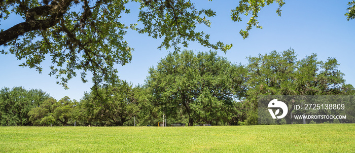 春季白天，休斯顿市中心的绿色城市公园。一排排巨大的橡树，g