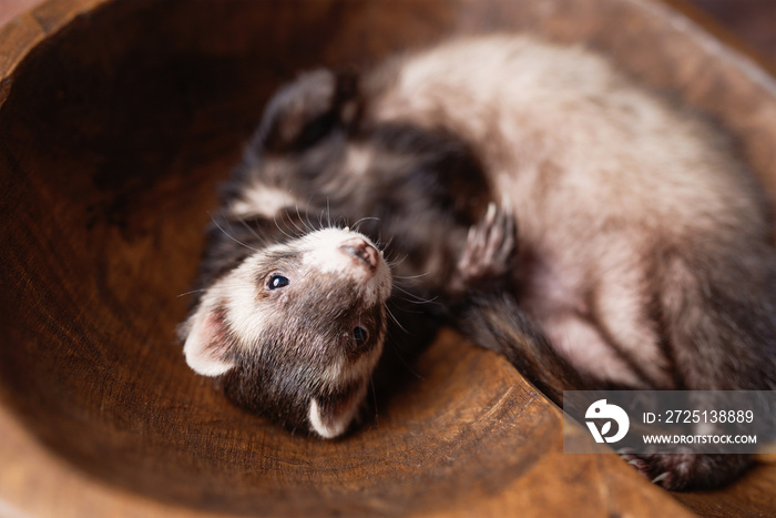 Sable ferret posing on wood background. Fluffy ferret pet posing in a studio setting