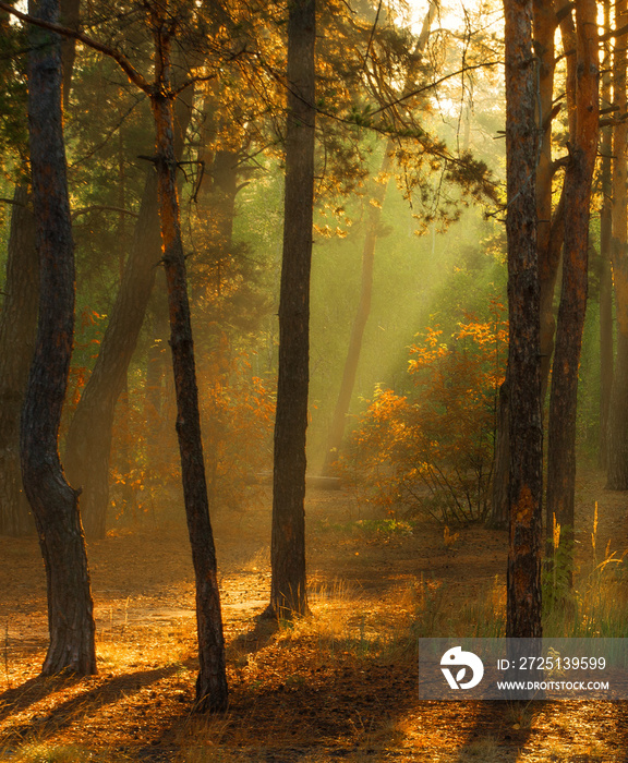 在秋天的森林里行走。秋天的色彩。阳光。