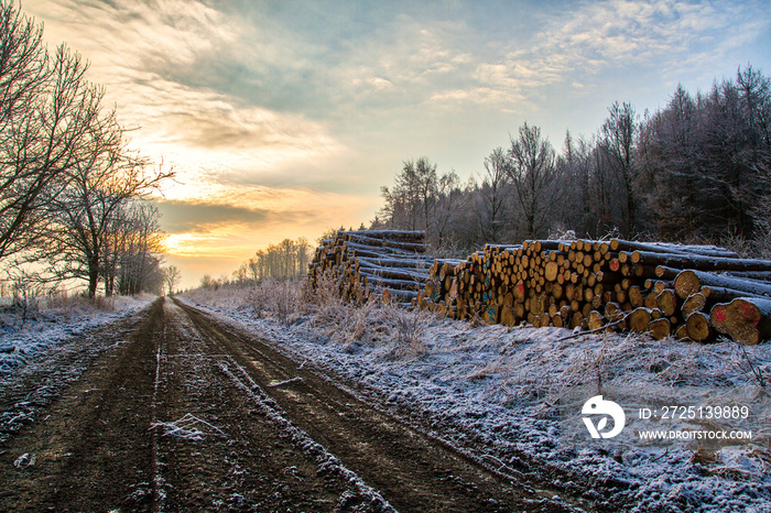 Wintermorgen aufgehende Sonne Waldweg mit Holzpolter