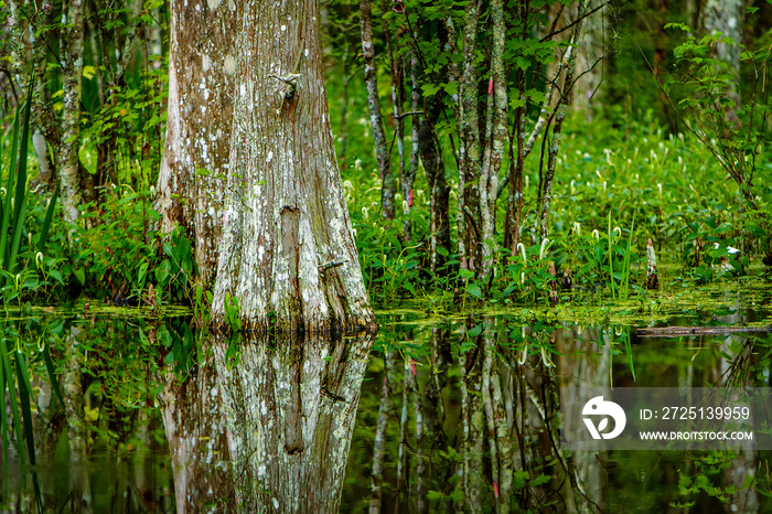 Louisiana Cypress Tree Swamp in the Forest and green bush