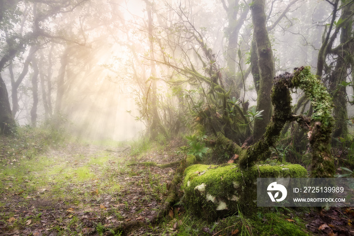 西班牙加的斯塔里法雾蒙蒙的森林，阳光明媚。晨报