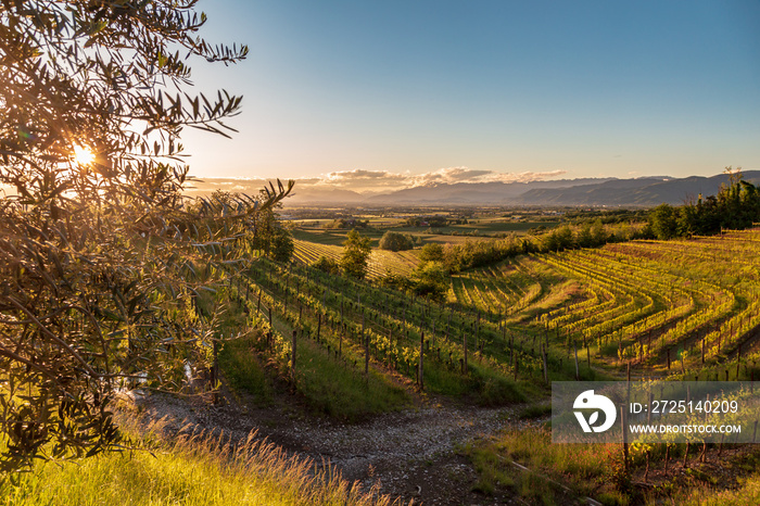 Spring sunset in the vineyards of Rosazzo