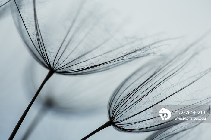 Abstract macro photo of dandelion seeds. Shallow focus. Old style. Vintage foto