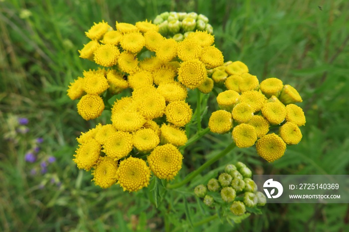 Tanacetum vulgare plants