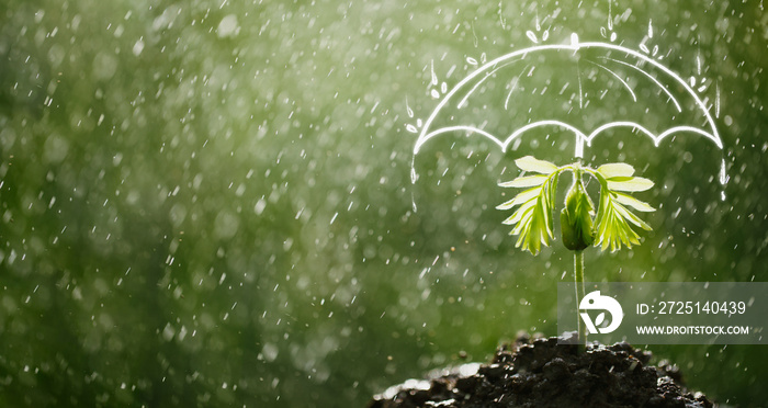 雨伞保护树苗免受雨水侵袭。儿童和初创企业的保险理念