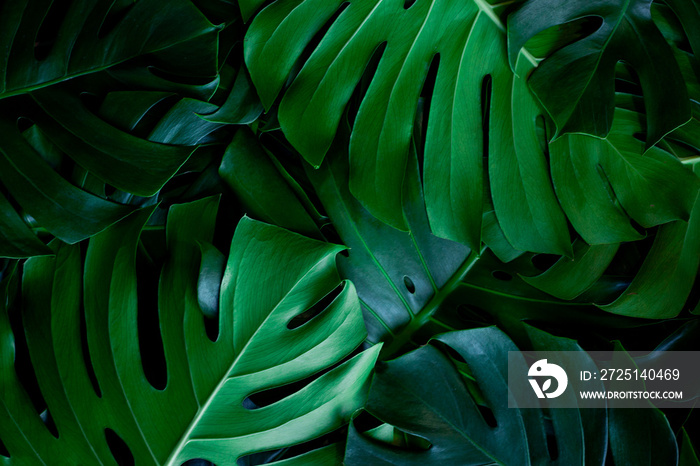 closeup nature view of green leaf background. Flat lay, dark nature concept, tropical leaf