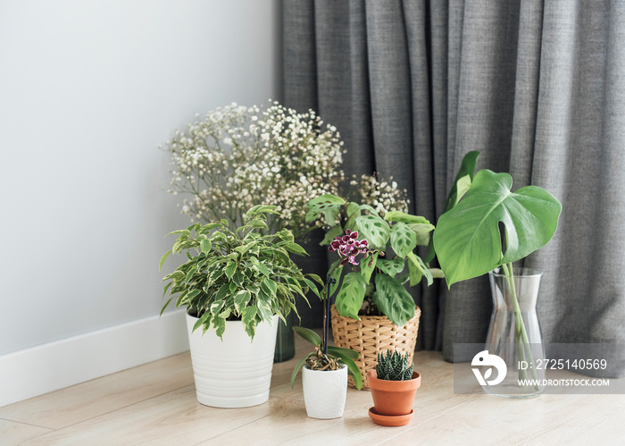 Different house plants on the floor