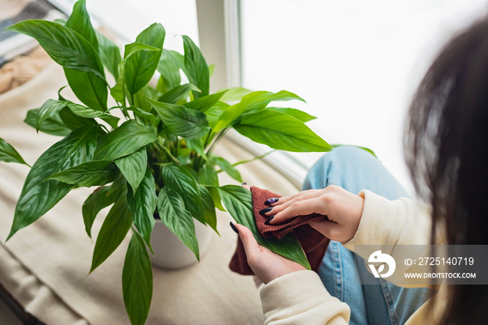 Womens hands close up. A woman wipes house dust from the leaves of indoor plants with a soft cloth.