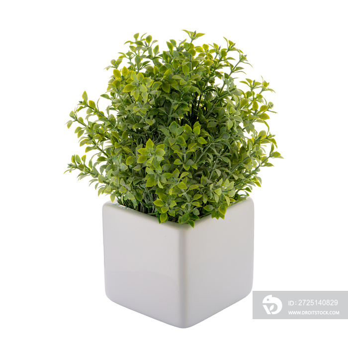 Small decorative plant