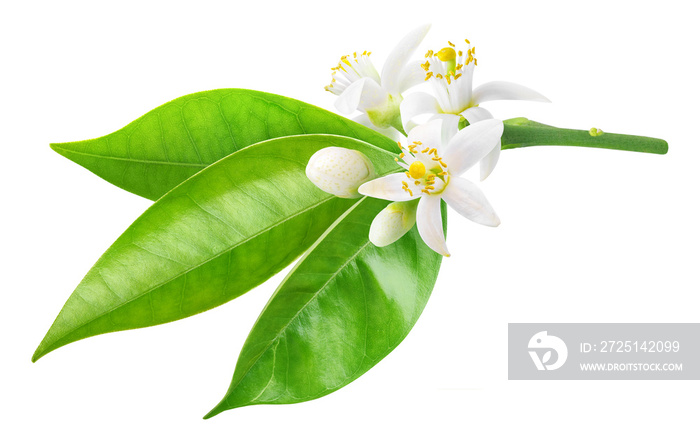 Isolated orange blossom. Branch of orange tree with flowers and leaves isolated on white background 