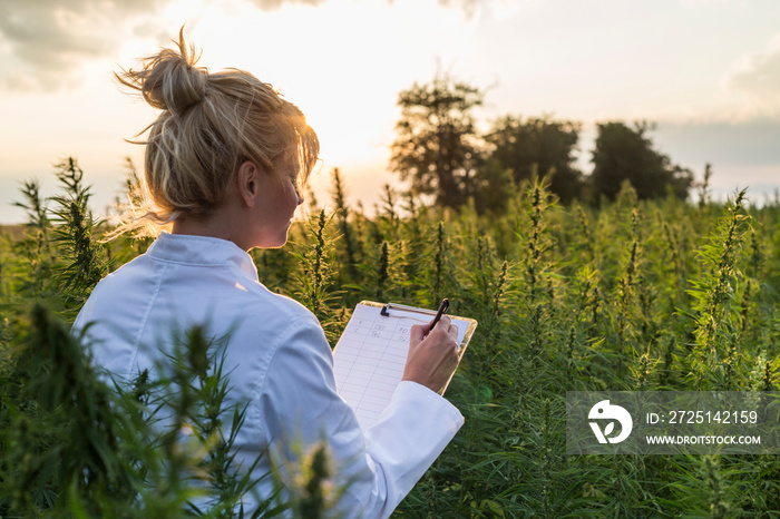 科学家在大麻地上观察CBD大麻植物并做笔记