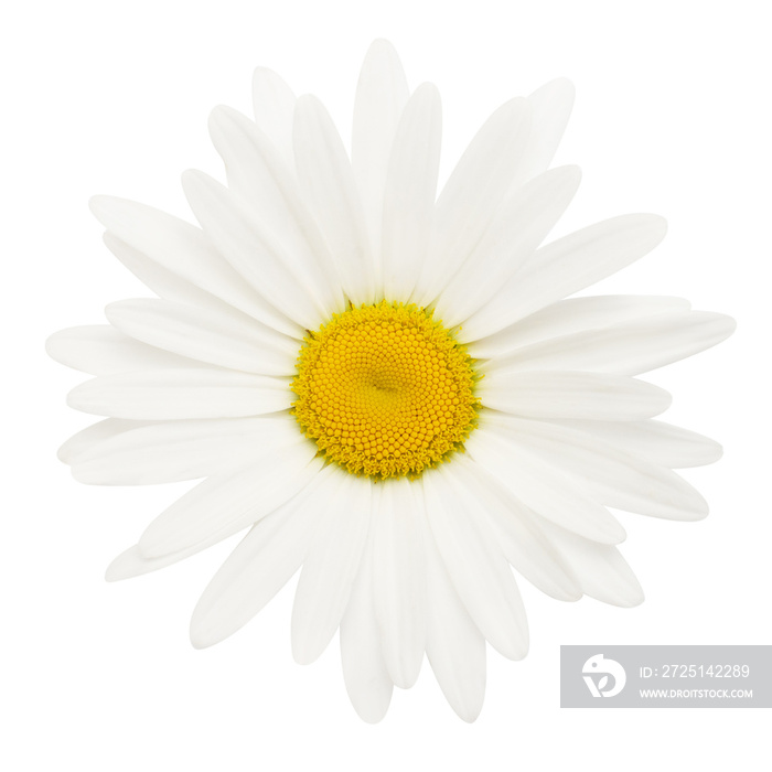 一朵白色雏菊头花，孤立在白色背景上。平躺，俯视图。花朵图案，实物
