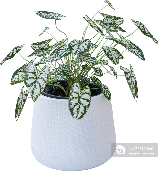 Plant In Pot Isolated
