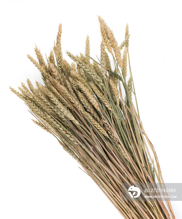 sheaf of wheat on white isolated background