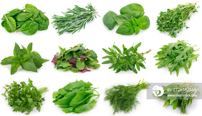 Collection of fresh herbs on white background