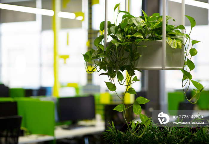 Modern office interior with large green potted plants