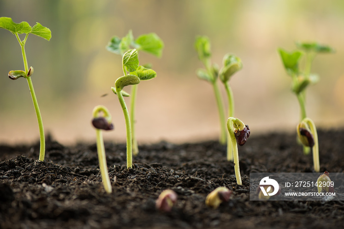 plant growing in morning light green nature bokeh background, new life, business financial progress 