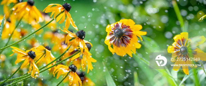 watering flower in the garden - flower in water drops