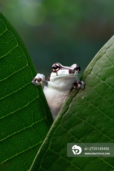 美丽的亚马逊绿叶奶蛙，熊猫树蛙，树脂疣喉蛙