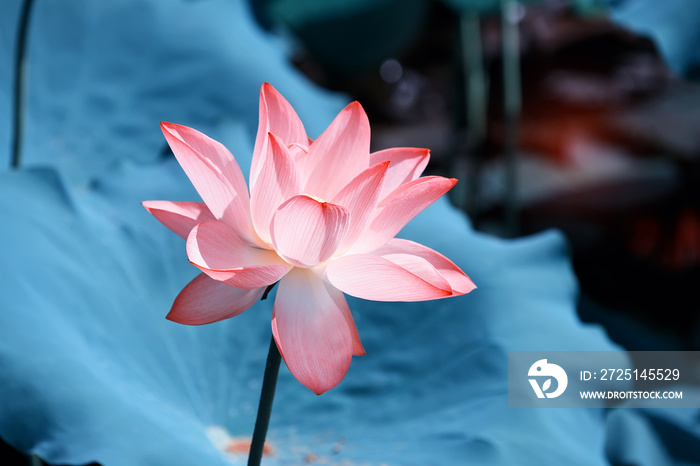 lotus flower plants with green leaves in lake