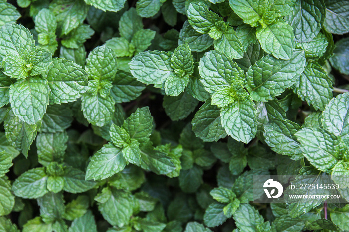 mint leaves background