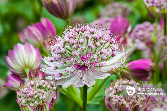 Astrantia major Rubra  a red pink herbaceous perennial flower plant commonly known as great black 