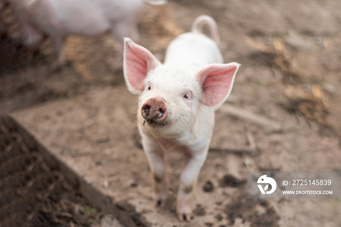 Little cute white pig on a farm.