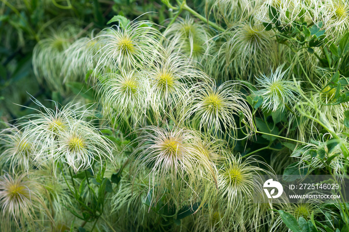 铁线莲，旅行者喜悦花朵特写选择性聚焦