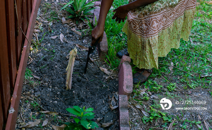 在土壤中种植甘蔗的女人