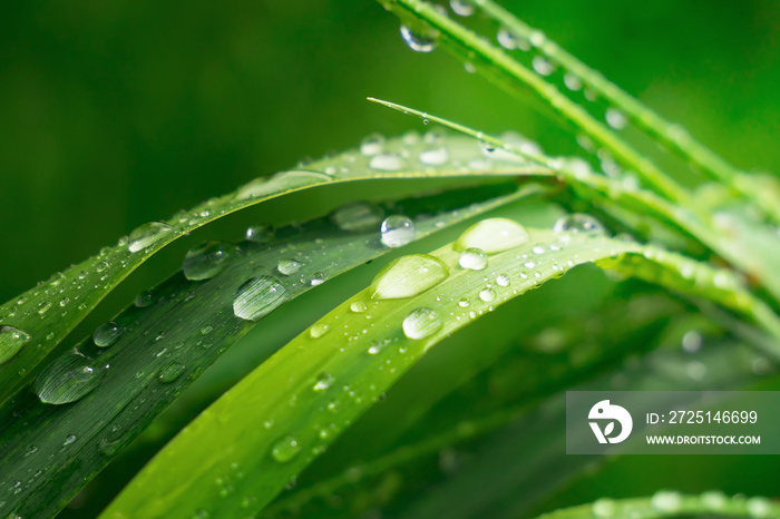 Green grass in nature with raindrops