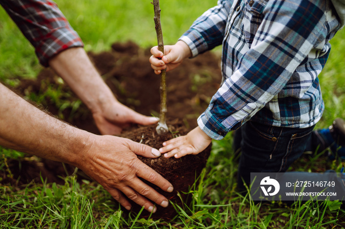 Hands of grandfather and little boy planting young tree in the garden. Planting a family tree. Sprin