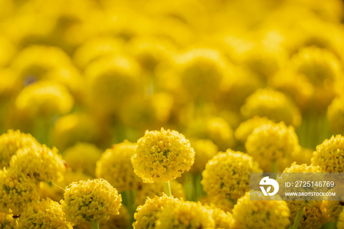 永恒的花朵，Helichrysum stoechas（L.）Moench，cala Mitjana，Arta，Mallorca，Balearic Island