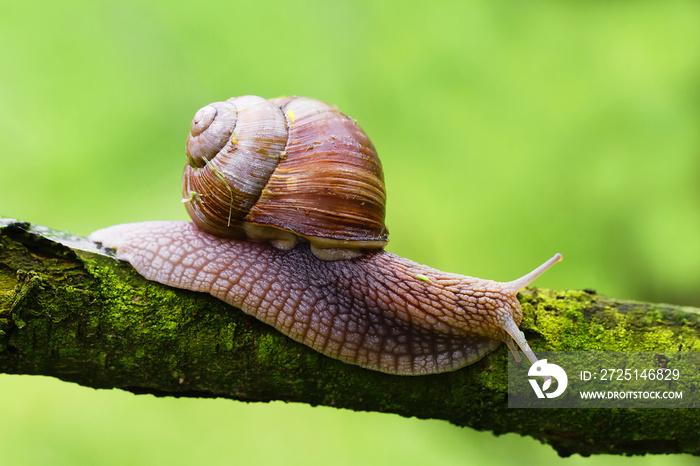 罗马蜗牛或可食用蜗牛（Helix pomatia）爬在长满苔藓的干燥树枝上