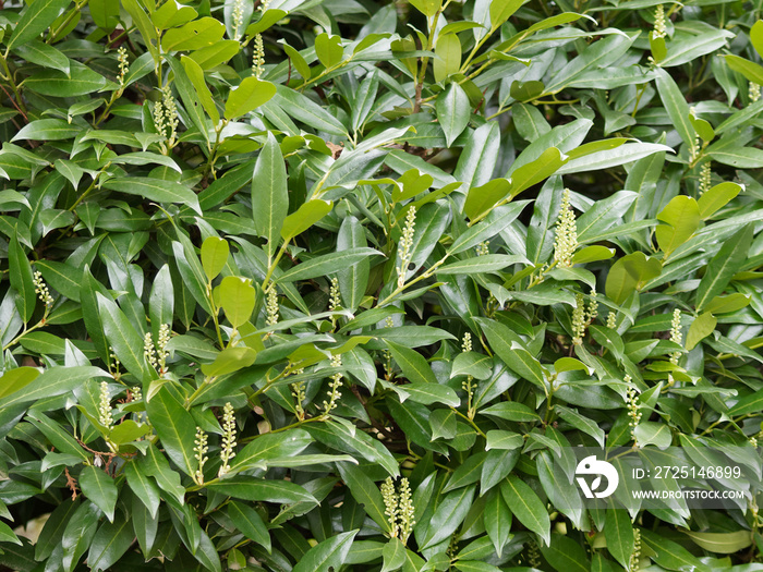 樱桃月桂或普通月桂（Prunus laurocerasus）的叶子和花朵