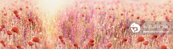 美丽的草地景观，罂粟花和紫色的花朵，阳光照射下的草地花朵