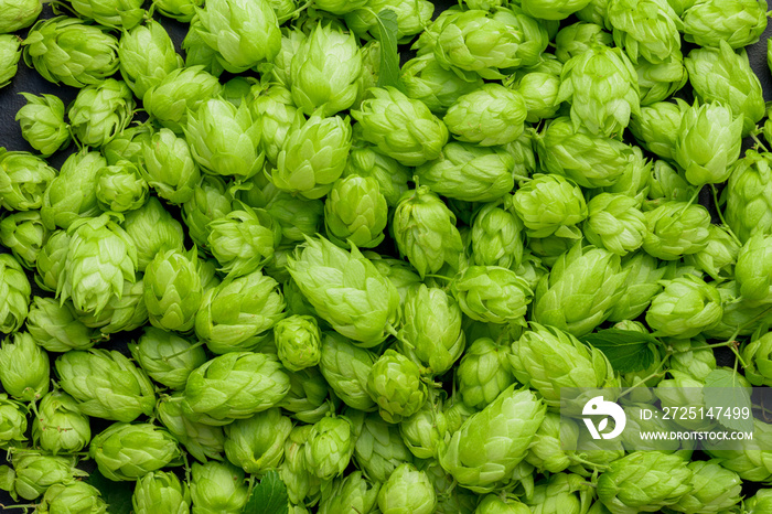 Green ripe hop cones for brewery and bakery background pattern.