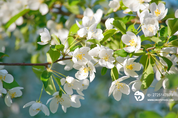 春日阳光明媚，苹果树枝开满白色柔和的花朵