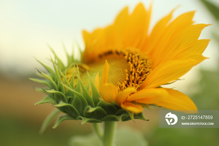 Sunflower. Sunflower blossom closeup. Yellow flower in bloom in the garden at summer or spring seaso