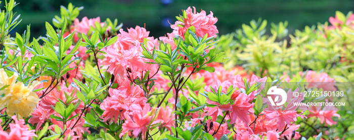 粉红色珊瑚色的日本杜鹃花，在杜鹃花的苗圃里郁郁葱葱。