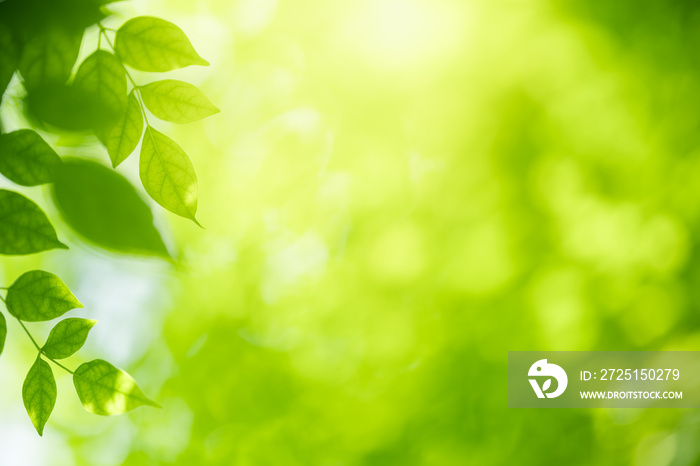 Nature of green leaf in garden at summer. Natural green leaves plants using as spring background cov