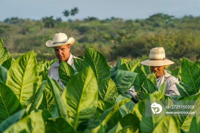 Tobacco farmers