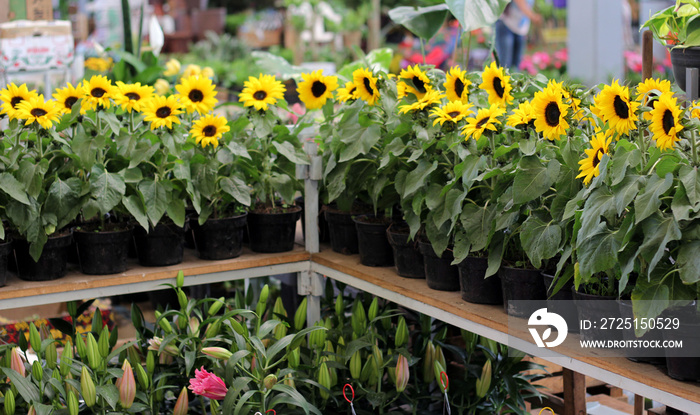 yellow flower greenhouse, black potted sunflower plant for sale