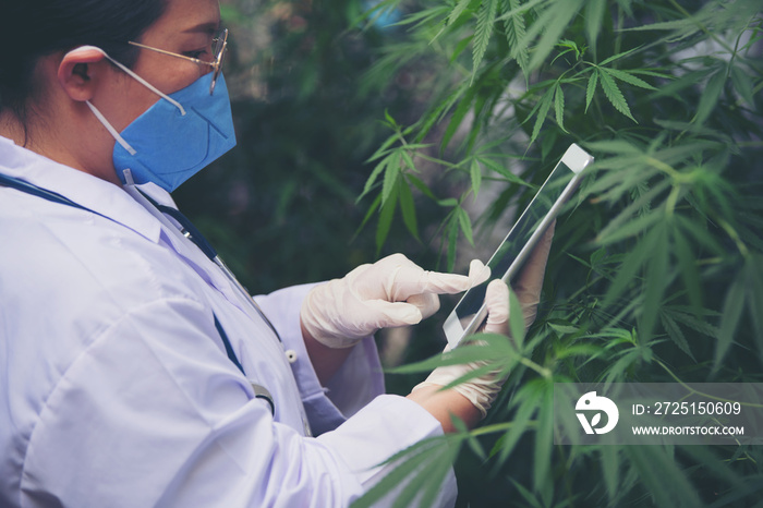 Female scientists are checking marijuana leaves for the disease.